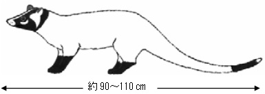 イラスト:ハクビシン全身