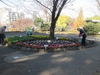 写真:飛鳥山公園の花壇