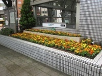 写真:北とぴあ東側の花壇