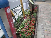 写真:本郷通り歩道の花壇