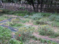 音無親水公園内花壇の写真