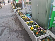 写真:都道沿いのプランター