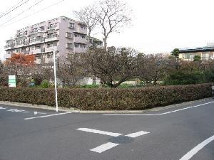 写真：保護生垣