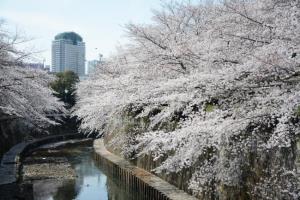 写真：桜開花時期の石神井川沿いの様子
