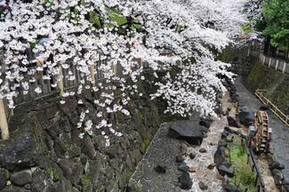 写真:音無親水公園(さくら)