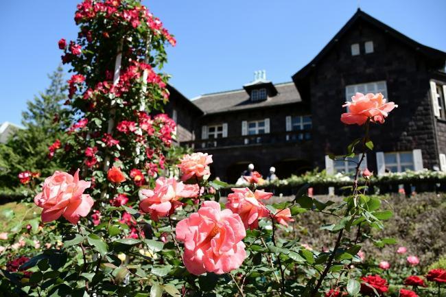 写真：旧古河庭園の満開のバラ