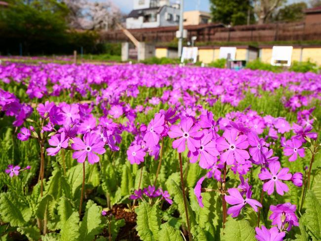 写真：満開の桜草