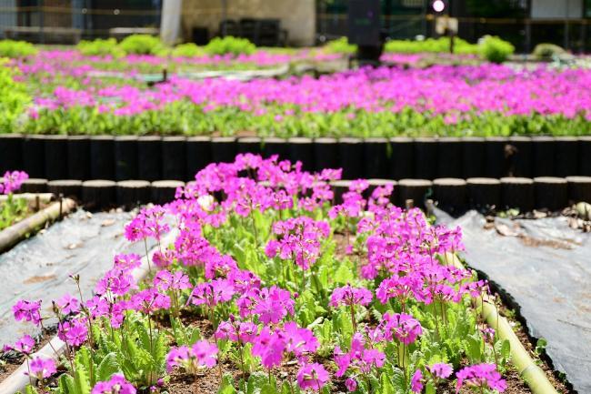 写真：満開の桜草