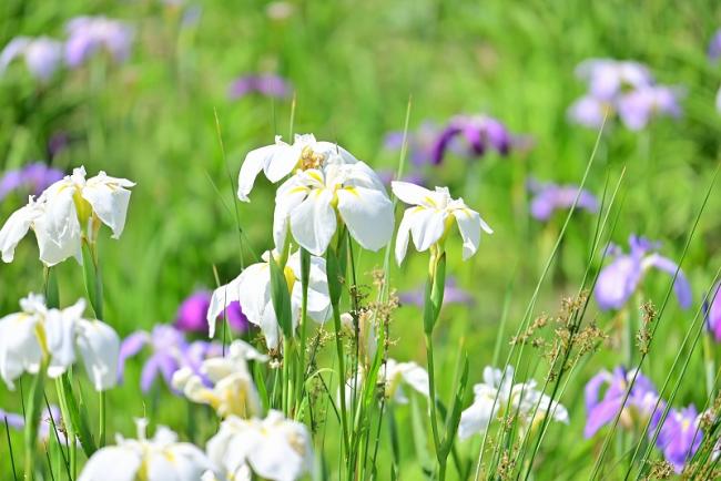写真：ショウブ田の様子