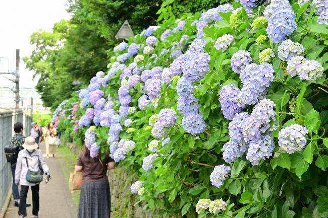 写真： 6月3日撮影のアジサイの様子 240606-1-1