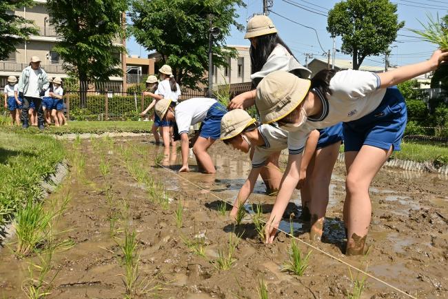 写真：田植えに挑戦する区立西浮間小学校の児童