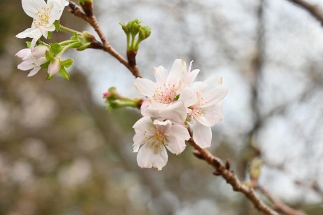 写真：十月桜の花