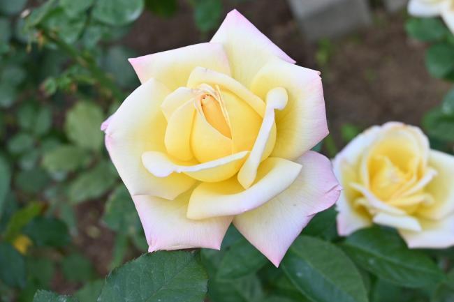 写真：黄色、白、藤色の部分があるバラの花