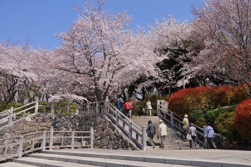 写真：飛鳥山公園の桜と会談を登る人々