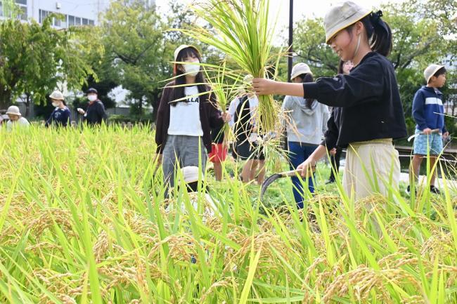 写真：刈ったばかりの稲を持つ児童と稲刈りをする児童ら