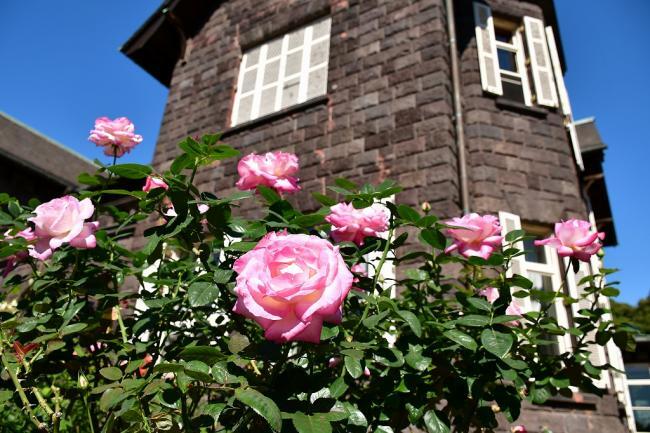 写真：レンガ造りの建物の傍に生えるピンク色のバラ