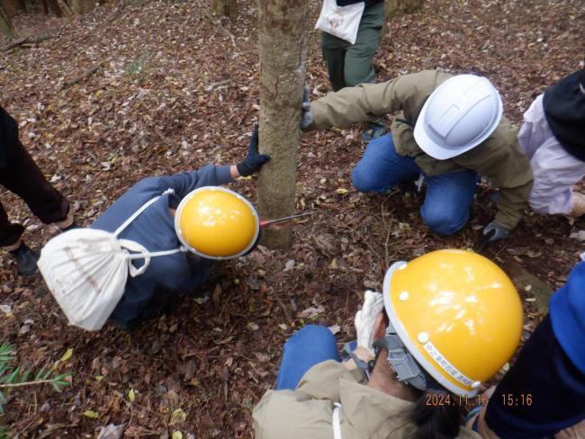 写真：大人の補助を受けながら間伐をする子供