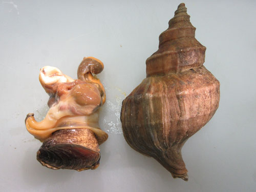 唾液腺の除去方法手順1