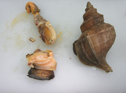 唾液腺の除去方法2