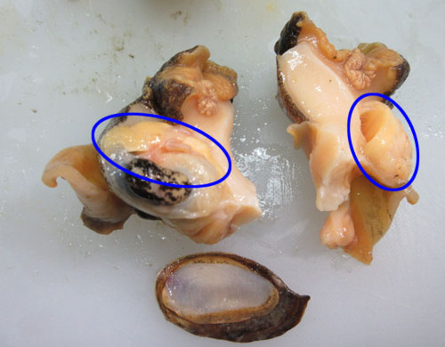 唾液腺の除去方法3