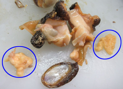 唾液腺の除去方法4