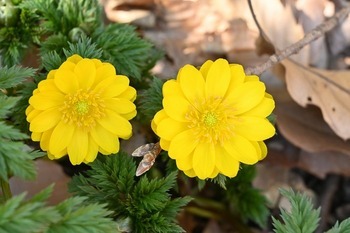 区立自然ふれあい情報館の二輪並んだ福寿草の画像