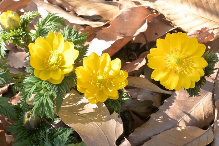 2月26日（水曜日）の福寿草の様子（午前撮影）