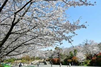 飛鳥山公園の桜の様子