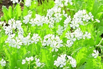 2024年の浮間ヶ原桜草圃場の様子の画像