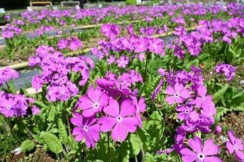 4月16日に撮影した圃場の様子の写真