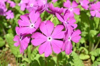 4月16日撮影の桜草の写真