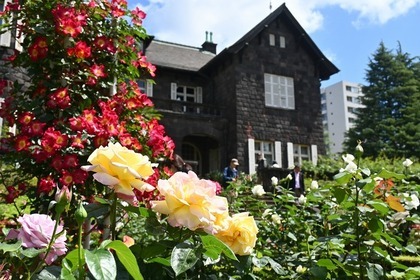 旧古河庭園　見頃時期のバラ園の様子（過去）画像