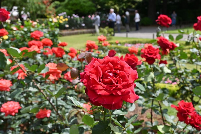 バラの乾杯の写真