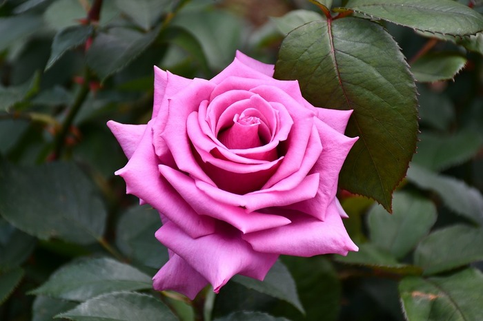 バラの紫雲の写真