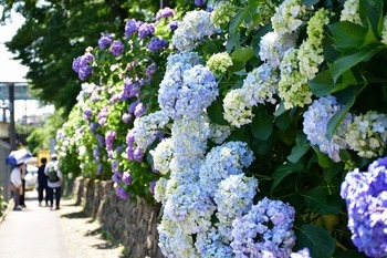 6月5日撮影のアジサイの様子の写真