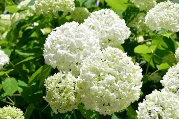 6月5日撮影のアジサイの様子の写真