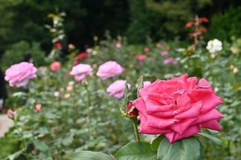 2024年10月撮影の「秋のバラフェスティバル」の様子の画像