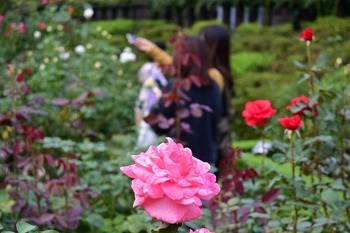 2024年10月撮影の「秋のバラフェスティバル」の様子の画像