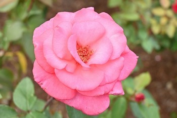 アロマテラピーの画像