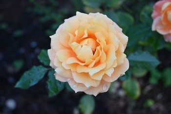 見頃を迎えたバラ (10月17日撮影の『万葉』)　画像