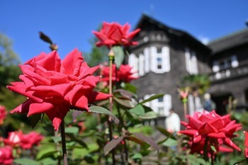 『ラブ』 （10月17日撮影）画像