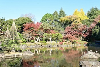 11月26日撮影の紅葉と松の雪吊りの画像
