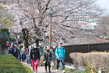 桜ウォークの写真