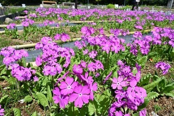 紫色のさくら草の写真