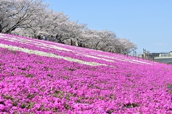 芝桜の画像