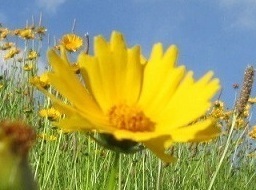 オオキンケイギクの花