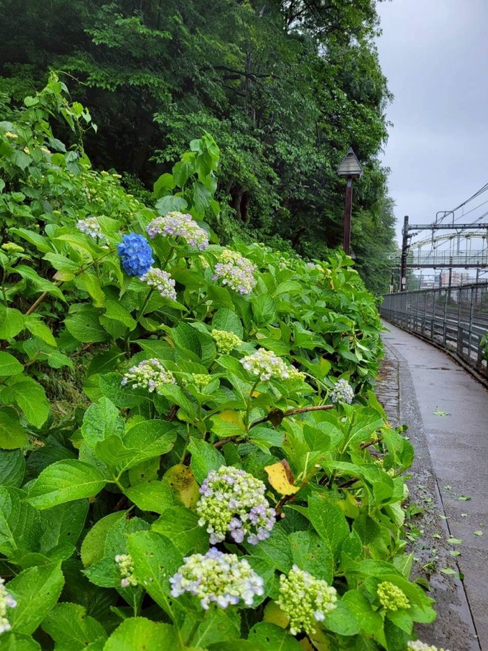 きた公園魅力Instagramでのアジサイの開花情報投稿例