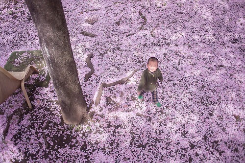 「一瞬の特等席。桜の絨毯と出会う場所」画像